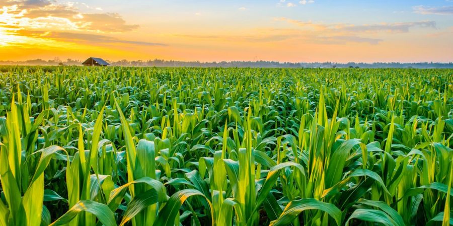 مرحله اول روش کچرز