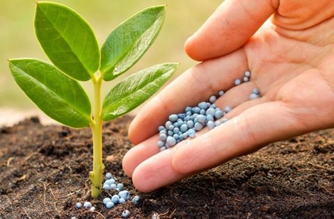 اندازه گیری سموم کشاورزی در محصولات کشاورزی به روش کچرز