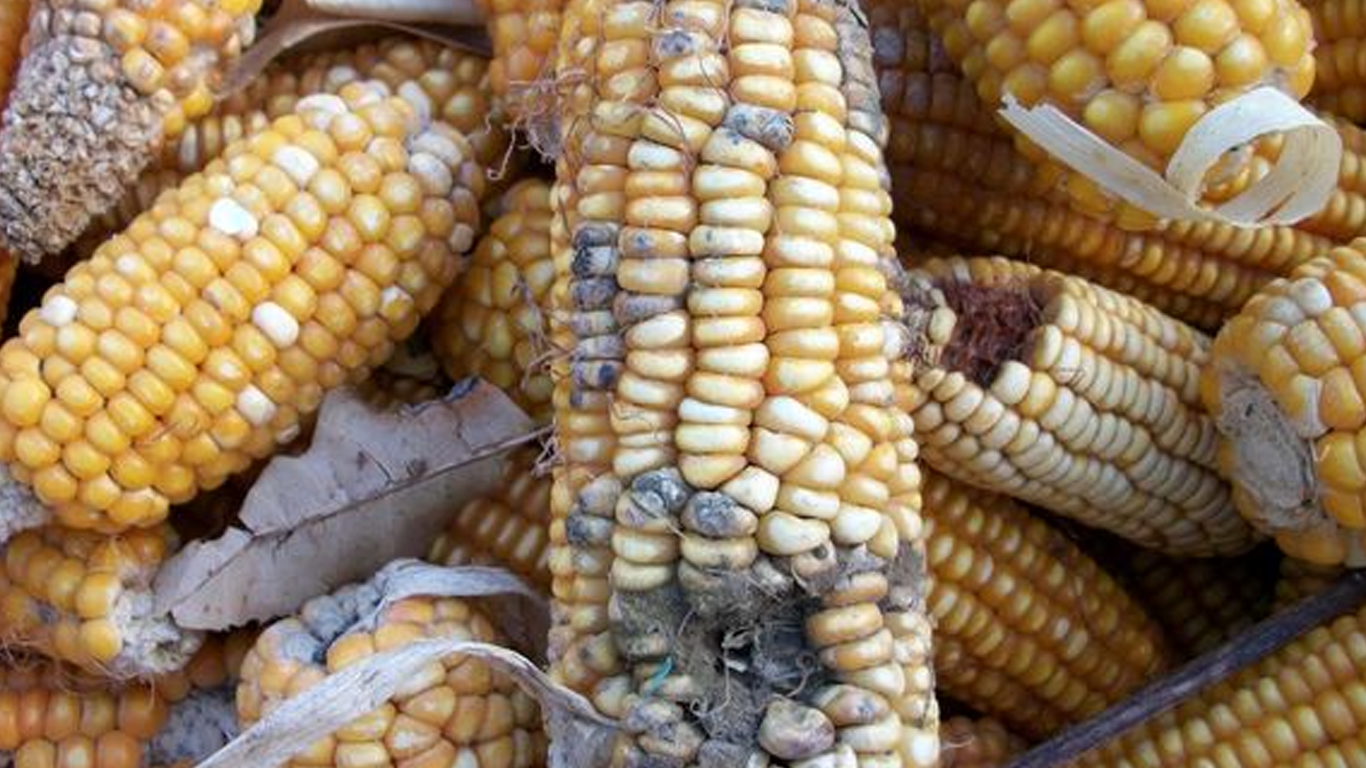 مایکوتوکسین