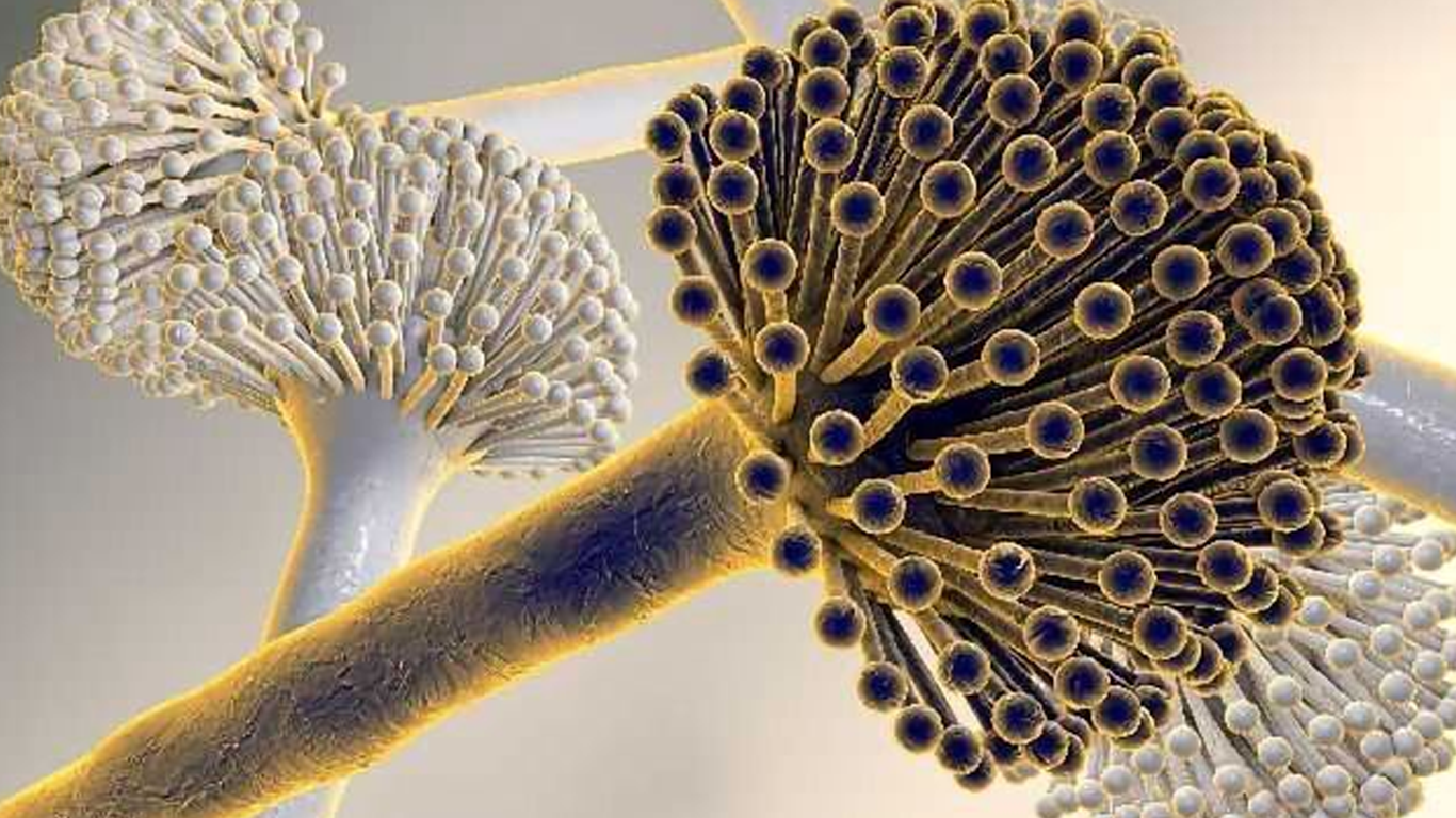 مایکوتوکسین