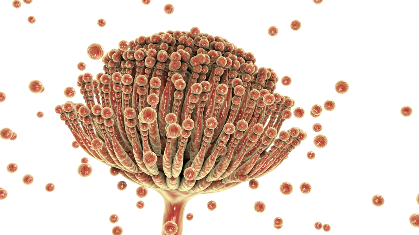 مایکوتوکسین