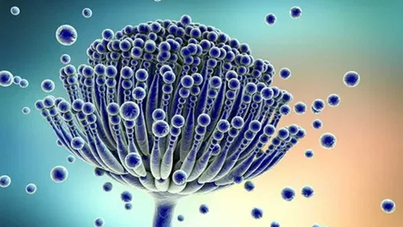 مایکوتوکسین