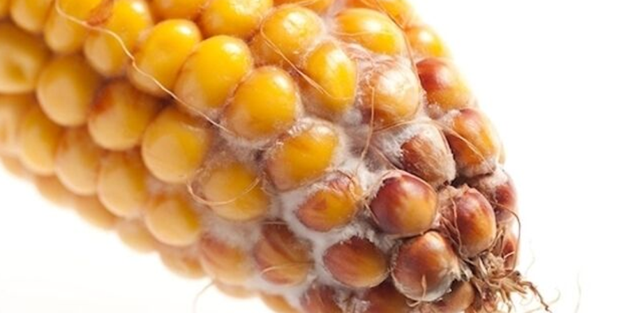 مایکوتوکسین