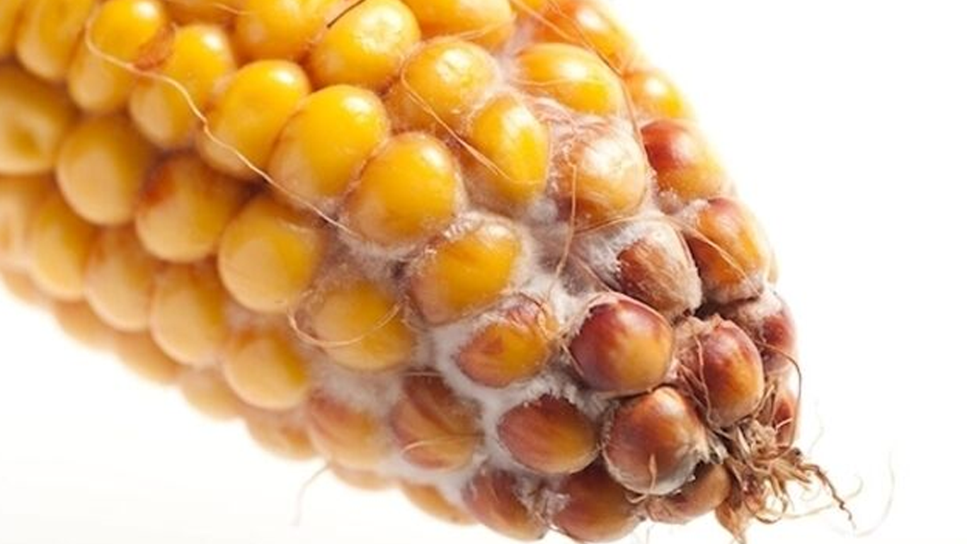 مایکوتوکسین