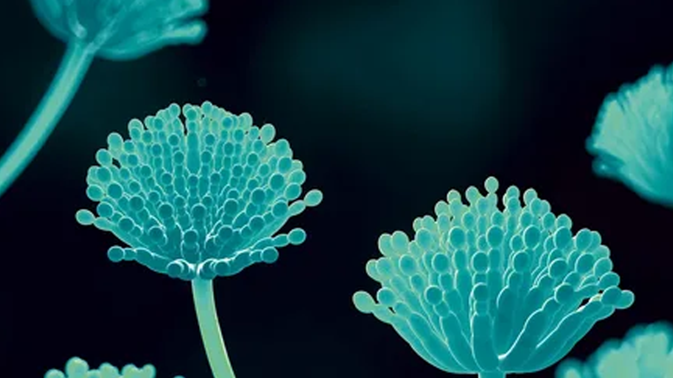 مایکوتوکسین