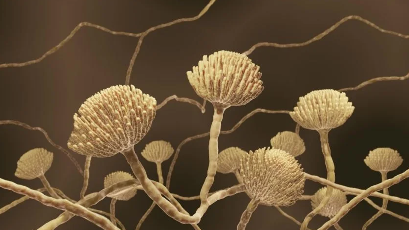 مایکوتوکسین