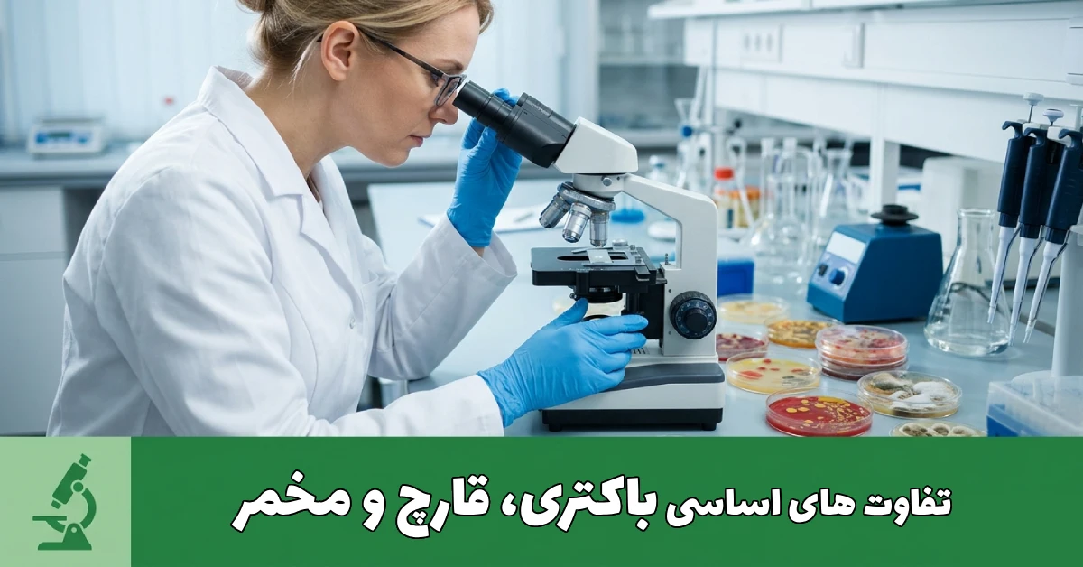 مقایسه ساختار و تفاوت باکتری، قارچ و مخمر در محیط آزمایشگاهی